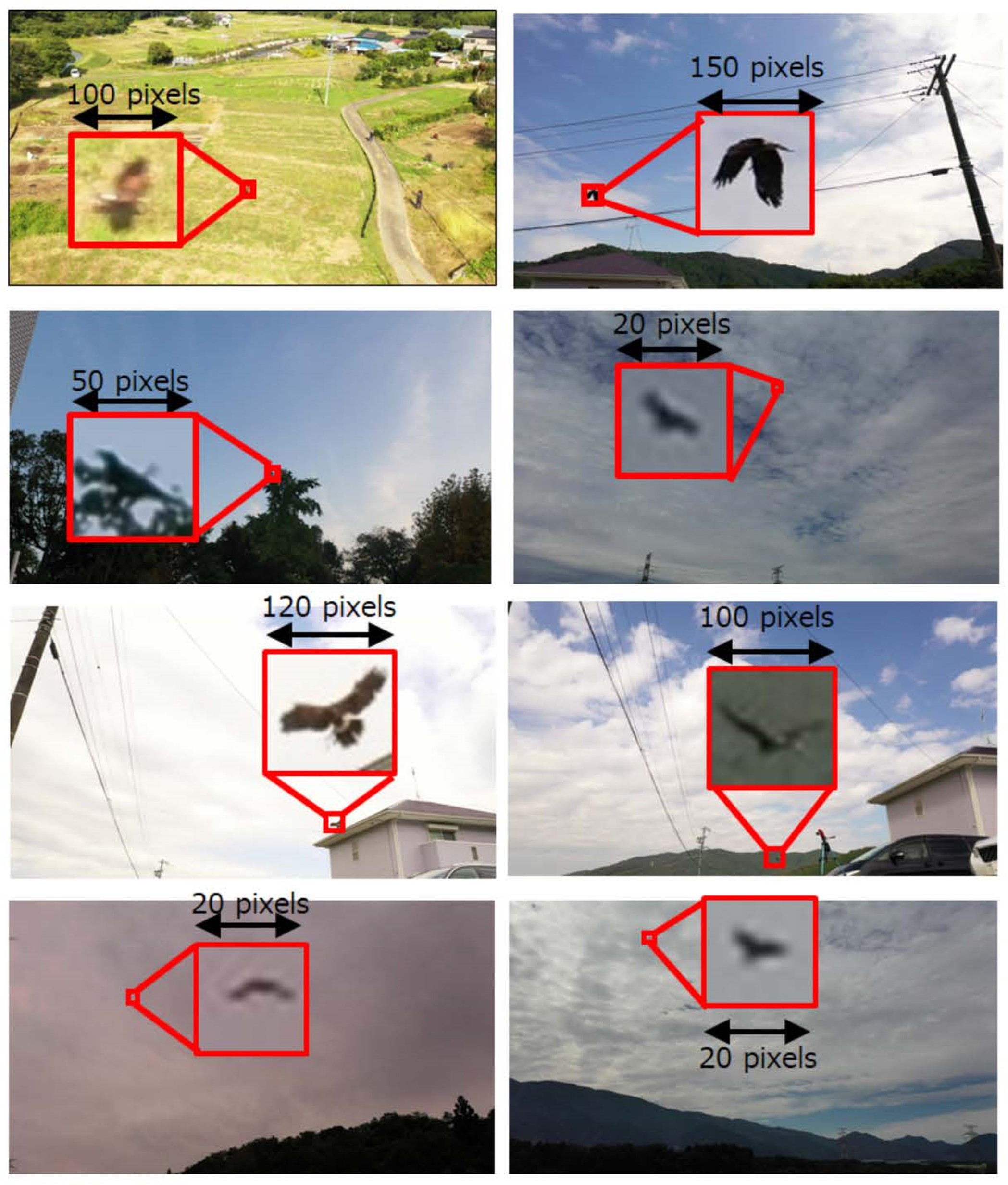 small object detection for bird sample by smart phone viewer