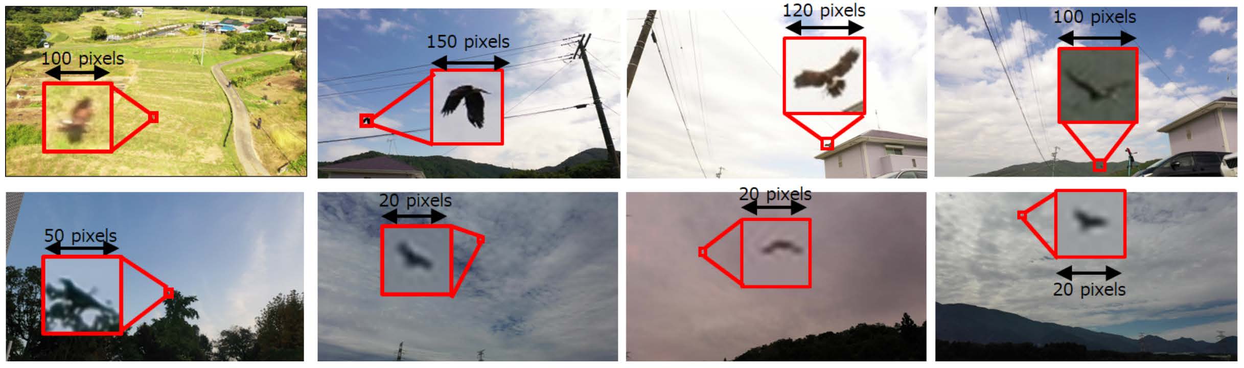 small object detection for bird sample